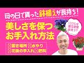 母の日で貰った鉢植えが長持ち！美しさを保つお手入れ方法