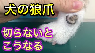 【犬の巻き爪の切り方】狼爪が巻いてしまった時の対処法