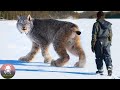 Man rescued an lynx but a few months later this happened