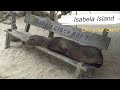 Galapagos on Your Own: Isabela (The BEST Island!)