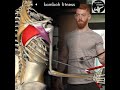SHOULDER EXTERNAL ROTATIONAn external rotation exercise targeting the Infraspinatusand Teres Minor