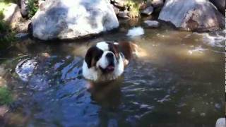 Trooper In His Favorite Stream by Kit Lau 392 views 12 years ago 1 minute, 16 seconds