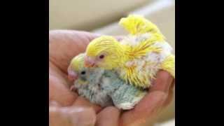 かわいい鳥達の写真集part1  - Cute Birds Pictures　part1