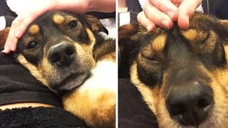 Funny Dogs Getting Massage