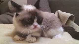 Grumpy Cat In Slow Motion!