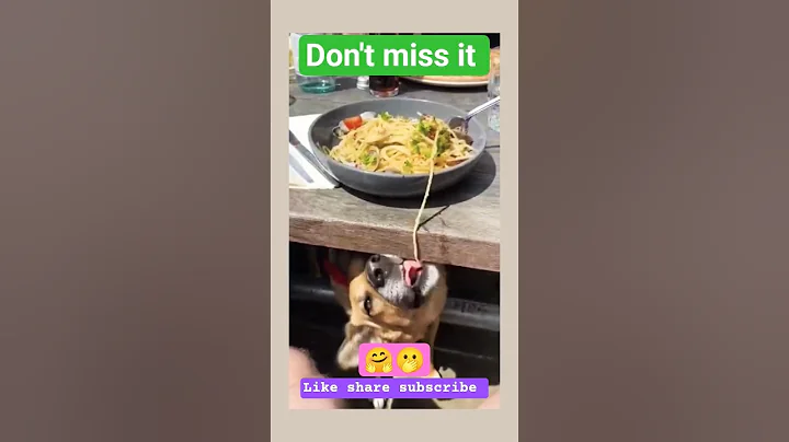 Video 10789591: laugh pets funny cat, cat funny pets dog, cats funny pets animals, cats pets animals fun, cat pet fun cute