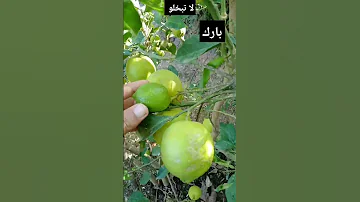شجره ليمون اربعه فصول Citronnier Quatre Saisonsfour Seasons Lemon Tree 