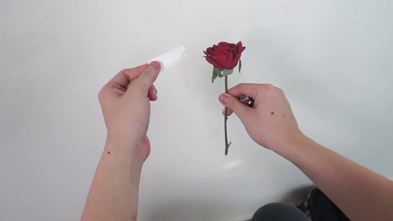 Ảo thuật biến ra hoa hồng tán gái