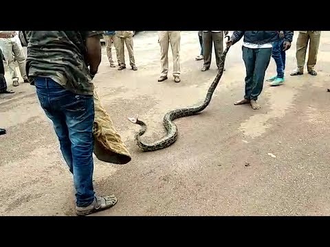 12-feet-long python rescued from Dharwad, released in the forest