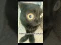 I'm batman..#funny #batman # cats #sillycats