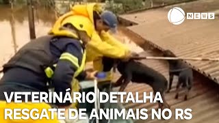 Entenda para onde são encaminhados os animais resgatados no Rio Grande do Sul