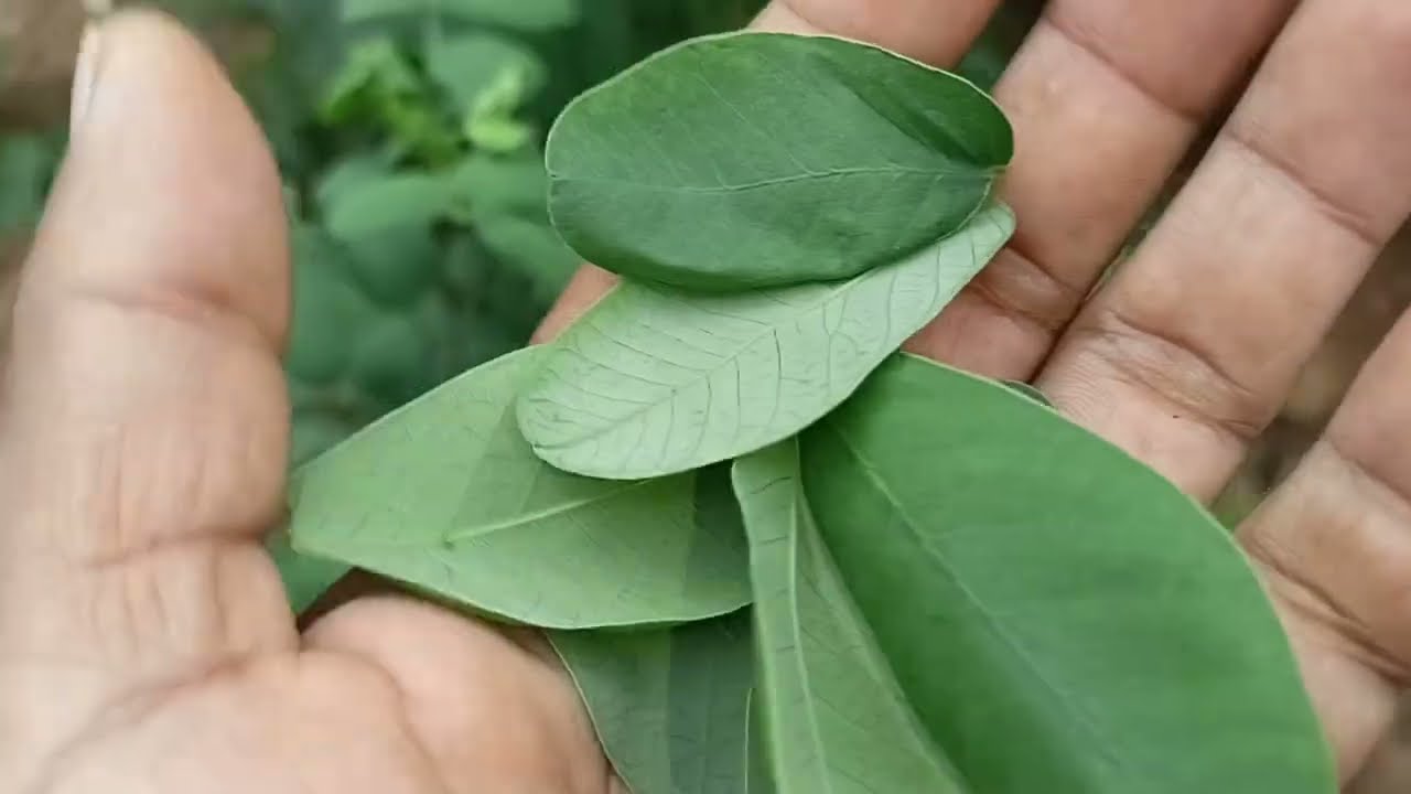 health motivational in hindi psychology facts1 चक्रमर्द,चरोटा की ऐसा प्रयोग करो की हर कोई खुश रहे//