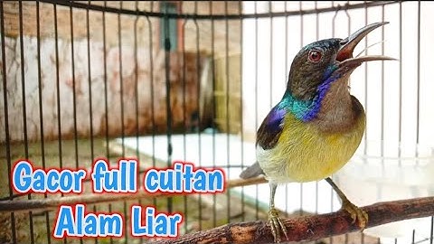 kolibri kelapa | manggar | wiceh | korlap gacor full cuitan alam liar memikat burung gacor