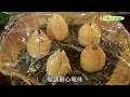 種子盆栽DIY教學 - 酪梨