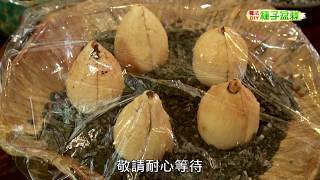 種子盆栽DIY教學 - 酪梨