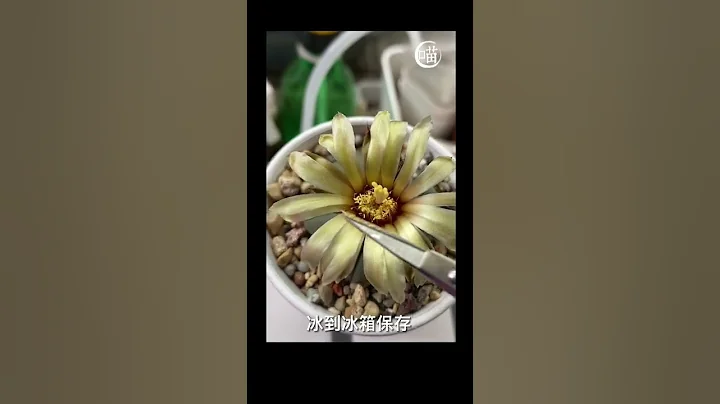 喵王的多肉陽台-只有一棵開花也可以授粉 - 天天要聞