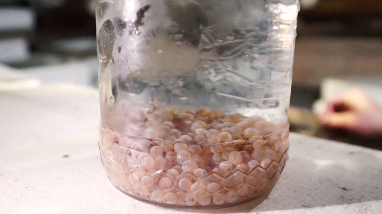 Výtěr , inkubační schránky a vysazování pstruha obecného