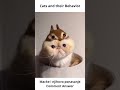 Cats and their behavior #shorts