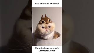 Cats and their behavior #shorts