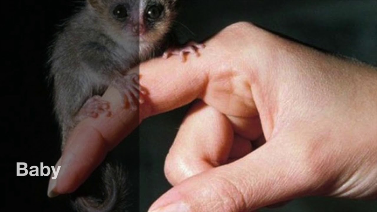 Sugar Glider Life Cycle YouTube