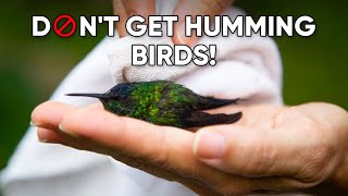 Don't Get Hummingbirds | Can You Have Hummingbirds As Pets? by Petopedia 659 views 1 month ago 6 minutes, 16 seconds