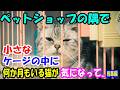 ペットショップの隅で小さなケージの中に何か月もいる猫が気になって..【猫の不思議な話】【総集編】
