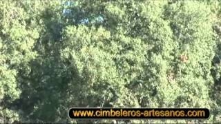 Video de tirada de torcaces al cimbel en DIRECTO espectacular , CIMBELEROS ARTESANOS