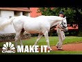 Americas most valuable stallion making over 35 million in retirement  cnbc make it