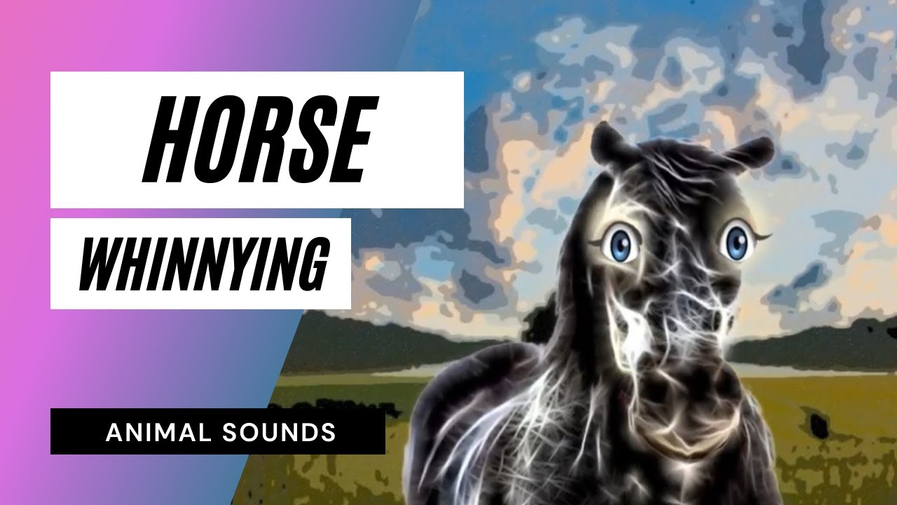 Horse Whinnying / Animal Sounds / Sound Effect / Animation YouTube