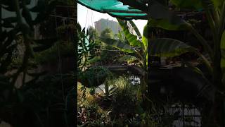 Nursery in maymar