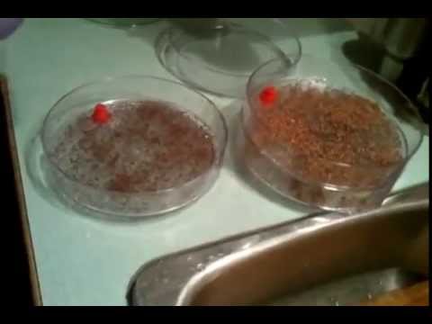 Відео