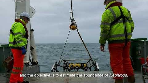 Eye on the Experts - Nephrops stock assessment with underwater cameras
