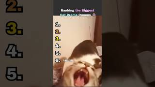 Ranking the 6 BIGGEST DRAMA QUEEN Cats #cat #ranking #aww Ranking the 6 BIGGEST DRAMA QUEEN Cats #cat #ranking #aww