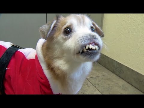 Sniffles, dog born without nose, hopes to find forever home | ABC7