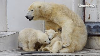 ひとつのおもちゃで遊ぶ双子のホッキョクグマ~Polar Bears