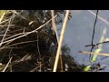 Rainbow Trout n Panning For Alaska Gold