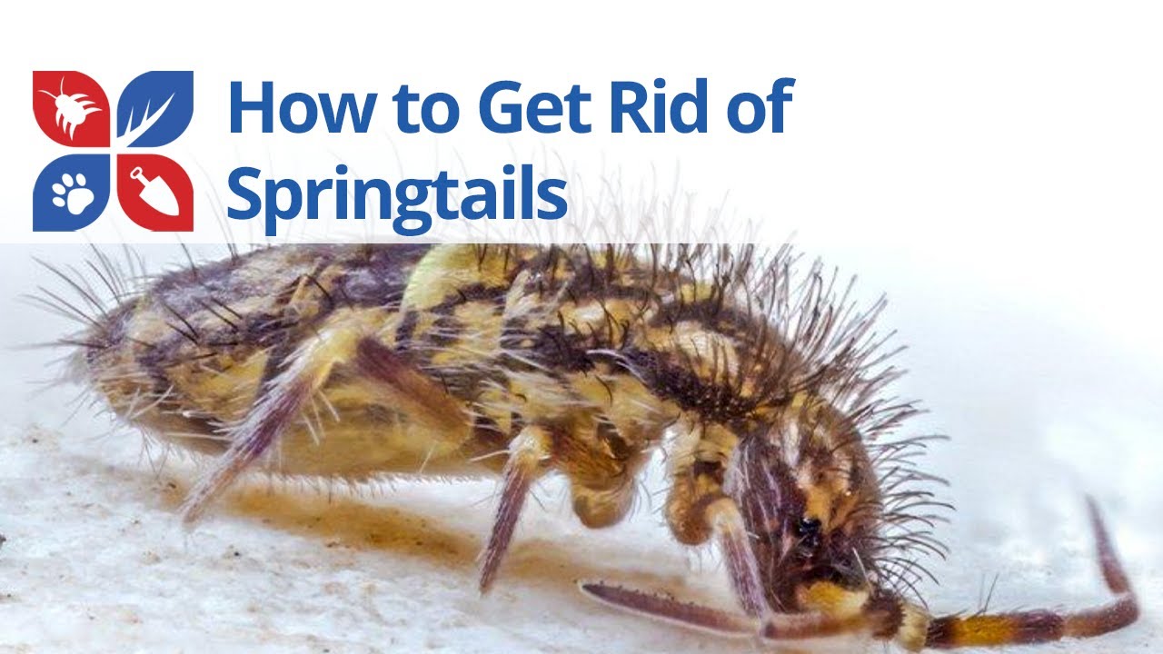 Springtails Treatment Video