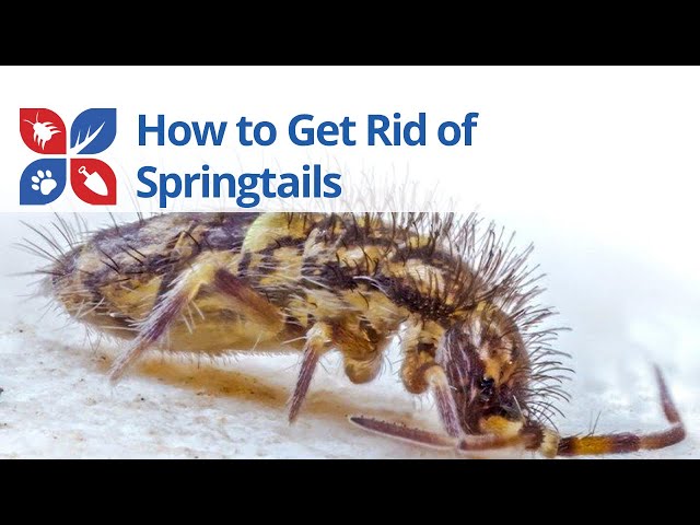 Springtails Treatment Video