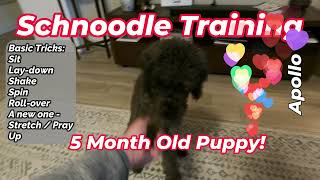 Cute #schnoodle Puppy Adorable Tricks (Sit, Shake, Spin & More!)
