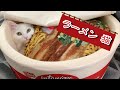 ラーメンの具になっちゃった猫ｗ