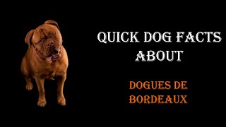 Quick Dog Facts About The Dogues De Bordeaux!