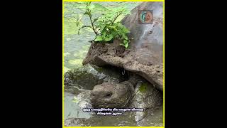 உங்களுக்கு தெரியுமா ? Did You Know ? #shorts #viral #trending #shortsfeed
