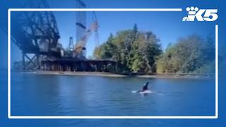 Orcas spotted near Ballard Locks