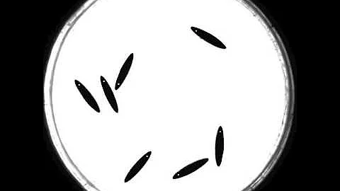 Movie S3. Disordered Motion.mov