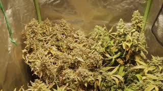 2x2 Grow Series Mephisto Genetics ep4