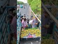 #minivlog #business #fruit #explore #explorepage #youtubeshorts #mango