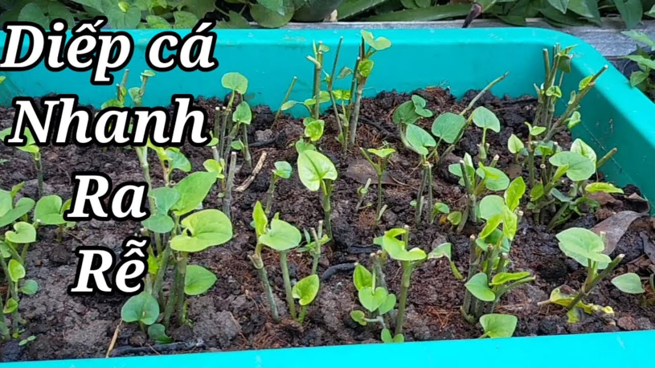 Cách trồng rau diếp cá nhanh ra rễ | Hoàng Châu TV