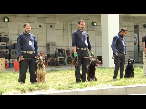 Vídeo: Cães De Terapia Oferecidos A Viajantes Ansiosos No Aeroporto Nacional De Clinton