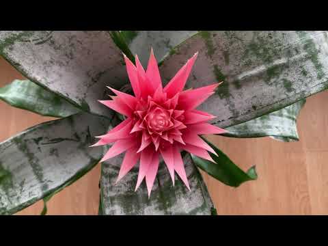 Video: Aechmea Bromeliad Care: consejos para cultivar una planta de bromelia Aechmea