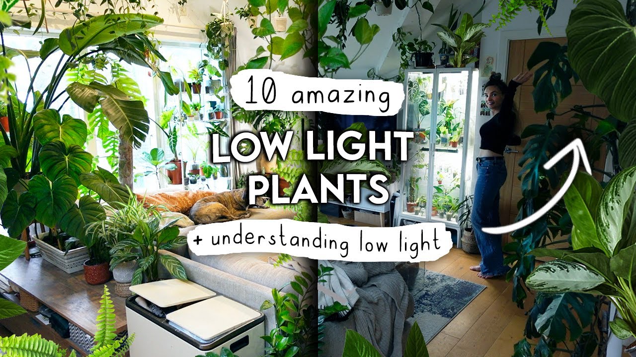 TOP 10 Low Light Houseplants + Understanding Low Light In Your Home ????